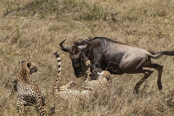 Two Cheetah (Acinonyx jubatus) hunting Blue wildebeest (Connochaetes taurinus). Masai Mara national reserve, Kenya, East Africa