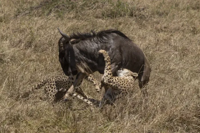 Framed Print : Two Cheetah (Acinonyx jubatus) hunting Blue wildebeest (Connochaetes taurinus). Masai Mara national reserve, Kenya, East Africa Framed Print : Two Cheetah (Acinonyx jubatus) hunting Blue wildebeest (Connochaetes taurinus). Masai Mara national reserve, Kenya, East Africa