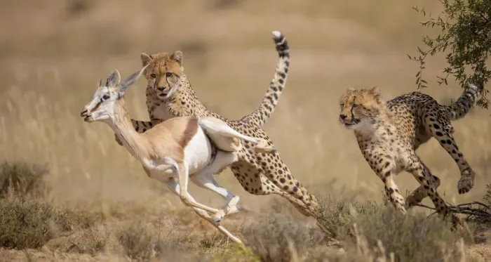 Framed Print : Cheetah (Acinonyx jubatus) hunting Springbok (Antidorcas marsupialis) Kgalagadi Framed Print : Cheetah (Acinonyx jubatus) hunting Springbok (Antidorcas marsupialis) Kgalagadi