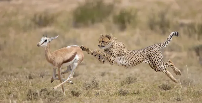 Framed Print : Cheetah (Acinonyx jubatus) hunting Springbok (Antidorcas marsupialis) trying to trip up the prey Framed Print : Cheetah (Acinonyx jubatus) hunting Springbok (Antidorcas marsupialis) trying to trip up the prey