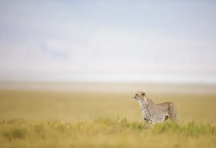 Framed Print : Cheetah (Acinonyx jubatus) male on the hunt with Crater rim in the background, Ngorongoro Crater Framed Print : Cheetah (Acinonyx jubatus) male on the hunt with Crater rim in the background, Ngorongoro Crater