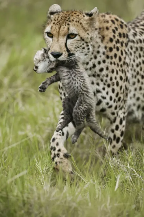 Framed Print : Cheetah (Acinonyx jubatus) mother carrying its cub aged 4 to 5 weeks, Masai-Mara Game Reserve