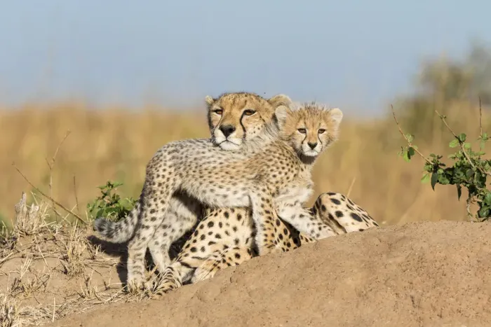 Framed Print : Cheetah (Acinonyx jubatus) mother and cub age 2-3 months, Masai-Mara Game Reserve, Kenya Framed Print : Cheetah (Acinonyx jubatus) mother and cub age 2-3 months, Masai-Mara Game Reserve, Kenya