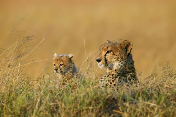 Framed Print : Cheetah (Acinonyx jubatus) mother and cub aged 7 weeks, Masai-Mara Game Reserve, Kenya Framed Print : Cheetah (Acinonyx jubatus) mother and cub aged 7 weeks, Masai-Mara Game Reserve, Kenya