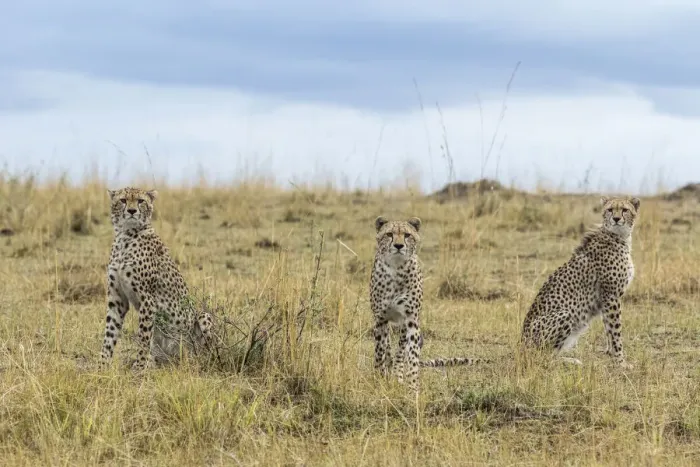 Framed Print : Cheetah (Acinonyx jubatus), mother and juvenile cubs, Masai Mara Game Reserve, Kenya Framed Print : Cheetah (Acinonyx jubatus), mother and juvenile cubs, Masai Mara Game Reserve, Kenya