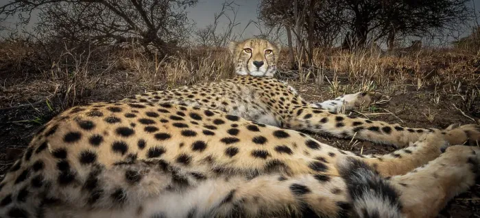 Framed Print : Cheetah (Acinonyx jubatus) resting, wild but habituated animal, Zimanga Game Reserve, South Africa