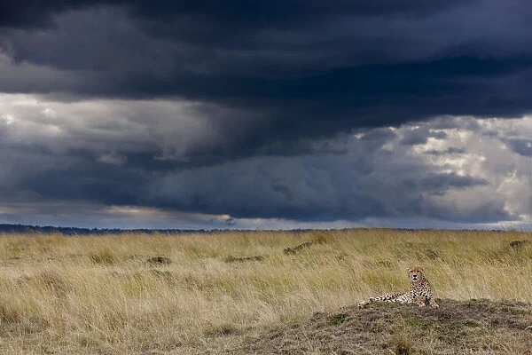 Cheetah (Acinonyx jubatus) resting on a termite hill and storm brewing, Masai-Mara Game Reserve