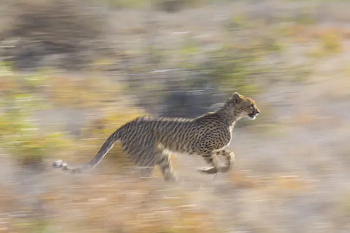 Framed Print : Cheetah (Acinonyx jubatus) running, Kalahari Desert, Botswana Framed Print : Cheetah (Acinonyx jubatus) running, Kalahari Desert, Botswana
