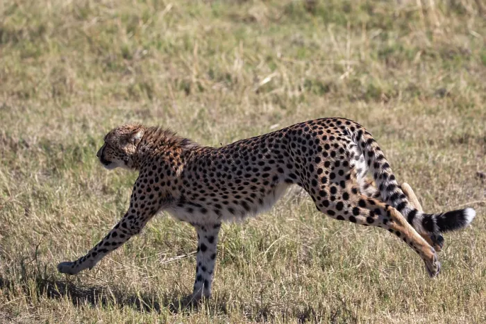 Framed Print : Cheetah (Acinonyx jubatus) running, Okavango Delta, Botswana Framed Print : Cheetah (Acinonyx jubatus) running, Okavango Delta, Botswana