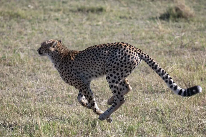 Framed Print : Cheetah (Acinonyx jubatus) running, Okavango Delta, Botswana Framed Print : Cheetah (Acinonyx jubatus) running, Okavango Delta, Botswana