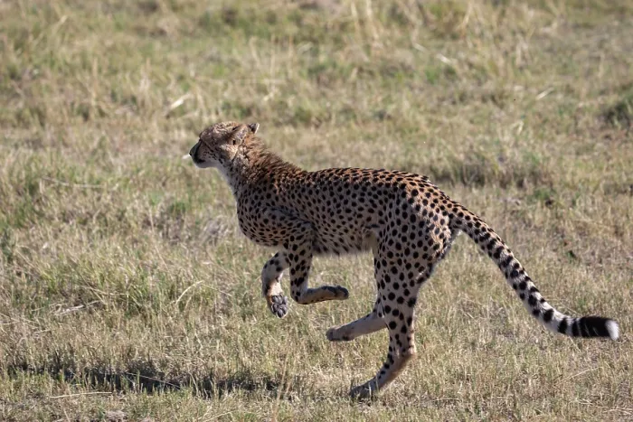 Framed Print : Cheetah (Acinonyx jubatus) running, Okavango Delta, Botswana Framed Print : Cheetah (Acinonyx jubatus) running, Okavango Delta, Botswana