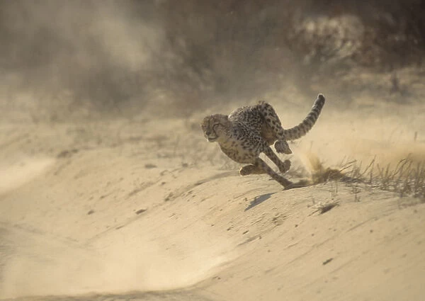 Cheetah (Acinonyx jubatus) running at full speed chasing Springbok prey, Kalahari Desert