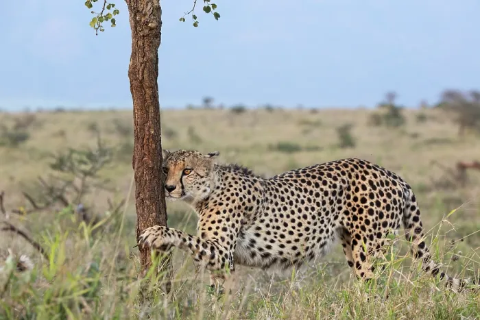 Framed Print : Cheetah (Acinonyx jubatus) sharpening its claws on tree trunk, Zimanga private game reserve, KwaZulu-Natal, South Africa
