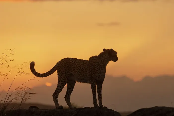 Framed Print : Cheetah (Acinonyx jubatus) silhouetted at sunset, Spain. Captive Framed Print : Cheetah (Acinonyx jubatus) silhouetted at sunset, Spain. Captive