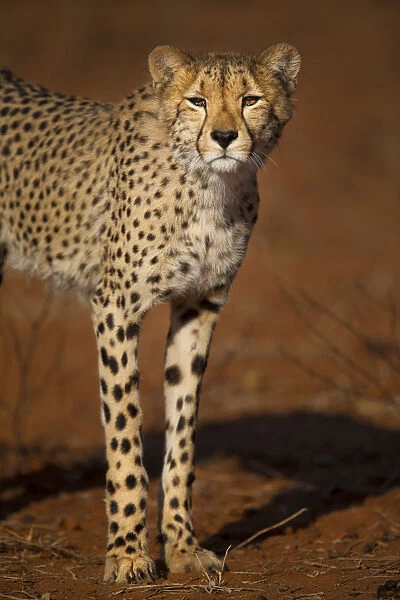 Cheetah (Acinonyx jubatus) standing in early morning light, Save Valley Conservancy