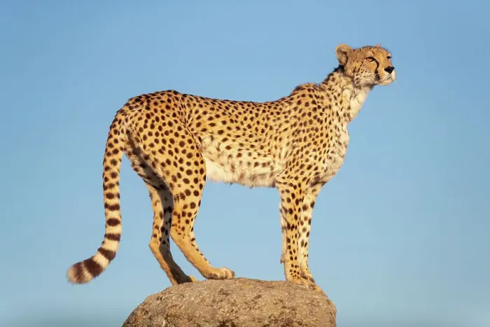 Framed Print : Cheetah (Acinonyx jubatus) standing on top of a rock, Spain. Captive Framed Print : Cheetah (Acinonyx jubatus) standing on top of a rock, Spain. Captive