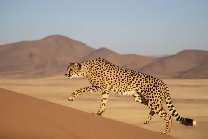 Framed Print : Cheetah (Acinonyx jubatus) walking, Private reserve, Namibia, Africa. Captive Framed Print : Cheetah (Acinonyx jubatus) walking, Private reserve, Namibia, Africa. Captive