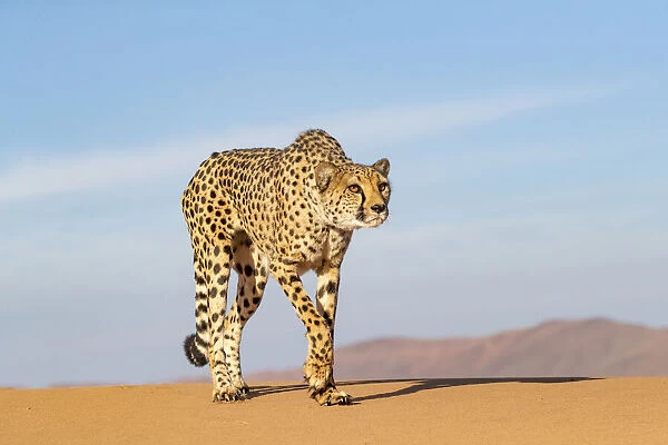 Cheetah (Acinonyx jubatus) walking, Private reserve, Namibia, Africa. Captive