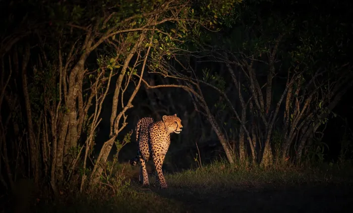 Framed Print : Cheetah (Acinonyx jubatus) walking out from trees at night, Masai Mara, Kenya Framed Print : Cheetah (Acinonyx jubatus) walking out from trees at night, Masai Mara, Kenya