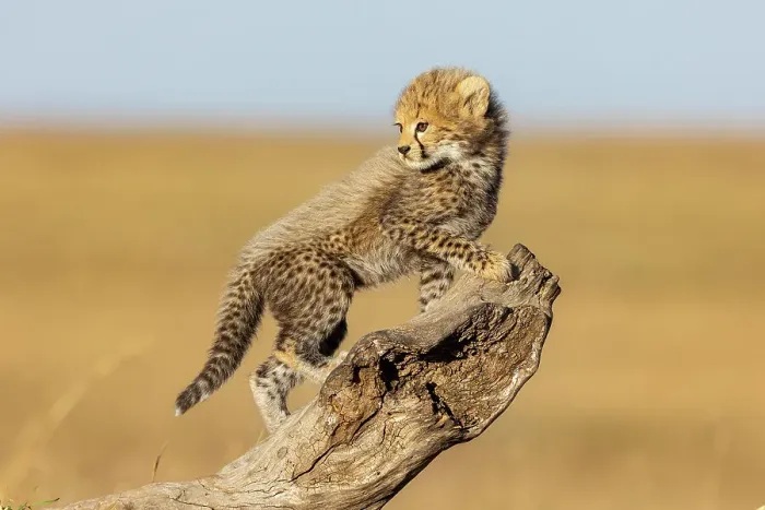 Framed Print : Cheetah cub (Acinonyx jubatus) climbing up tree stump. Masai Mara national reserve, Kenya, East Africa Framed Print : Cheetah cub (Acinonyx jubatus) climbing up tree stump. Masai Mara national reserve, Kenya, East Africa