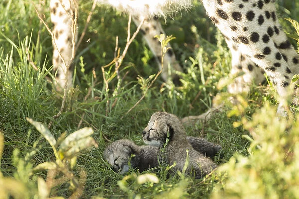 Two Cheetah cubs (Acinonyx jubatus) aged 12-14 days, Ngorongoro Conservation Area