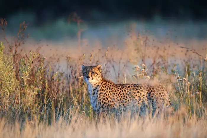 Framed Print : Cheetah male (Acinonyx jubatus) in morning light. Moremi National Park, Okavango delta Framed Print : Cheetah male (Acinonyx jubatus) in morning light. Moremi National Park, Okavango delta