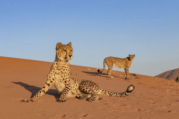 Cheetahs (Acinonyx jubatus) on alert, Private reserve, Namibia, Africa. Captive