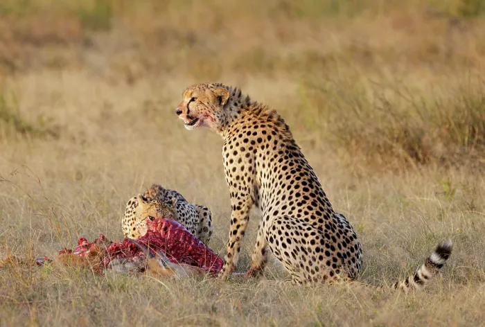 Framed Print : Two Cheetahs (Acinonyx jubatus) feeding on fresh Impala (Aepyceros melampus) kill, Nairobi National Park, Kenya Framed Print : Two Cheetahs (Acinonyx jubatus) feeding on fresh Impala (Aepyceros melampus) kill, Nairobi National Park, Kenya