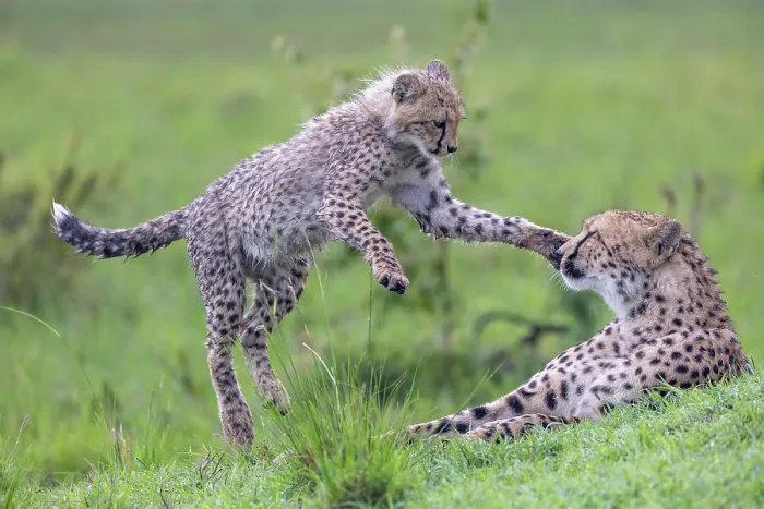 Framed Print : Two Cheetahs (Acinonyx jubatus) mother and juvenile, playing in the grass, Masai Mara National Reserve, Kenya Framed Print : Two Cheetahs (Acinonyx jubatus) mother and juvenile, playing in the grass, Masai Mara National Reserve, Kenya