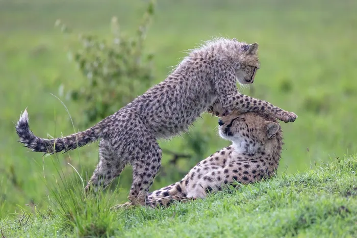 Framed Print : Two Cheetahs (Acinonyx jubatus) mother and juvenile, playing in the grass, Masai Mara National Reserve, Kenya Framed Print : Two Cheetahs (Acinonyx jubatus) mother and juvenile, playing in the grass, Masai Mara National Reserve, Kenya