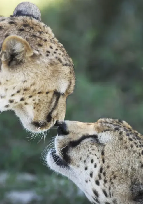 Framed Print : Two Cheetahs (Acinonyx jubatus) touching noses in greeting display, Serengeti NP Framed Print : Two Cheetahs (Acinonyx jubatus) touching noses in greeting display, Serengeti NP