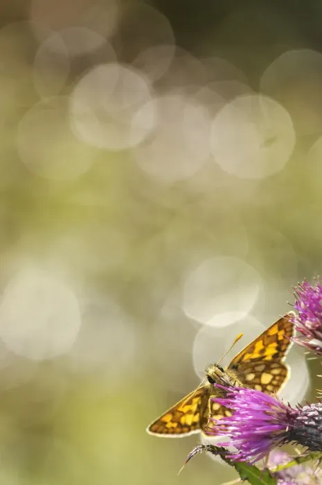 Framed Print : Chequered skipper (Carterocephalus palaemon) nectaring on a thistle (Cirsium), Glasdrum Framed Print : Chequered skipper (Carterocephalus palaemon) nectaring on a thistle (Cirsium), Glasdrum