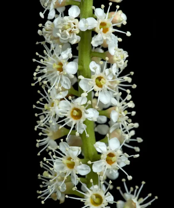 Framed Print : Cherry laurel (Prunus laurocerasus) flowers. England, UK. April. Controlled conditions