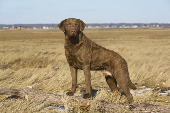 Framed Print : Chesapeake Bay retriever male standing in saltmarsh, Long Island Sound, Madison, Connecticut, USA Framed Print : Chesapeake Bay retriever male standing in saltmarsh, Long Island Sound, Madison, Connecticut, USA