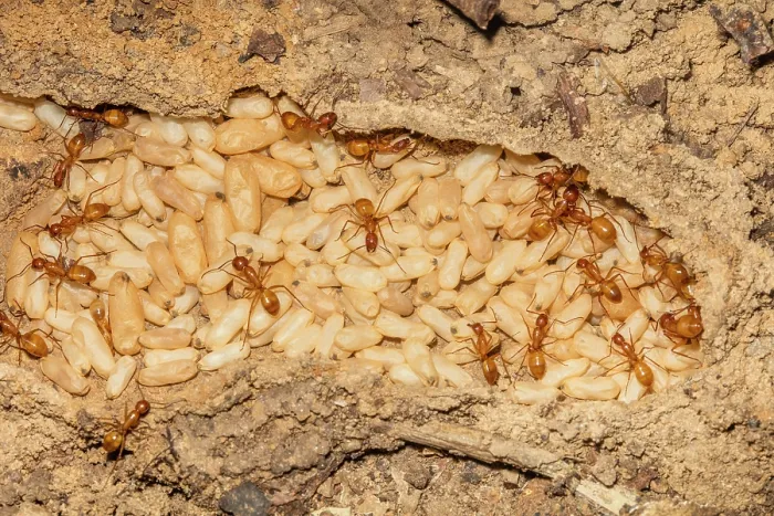 Framed Print : Chestnut carpenter ants (Camponotus castaneus) in nest with pupae, Pennsylvania, USA. August Framed Print : Chestnut carpenter ants (Camponotus castaneus) in nest with pupae, Pennsylvania, USA. August