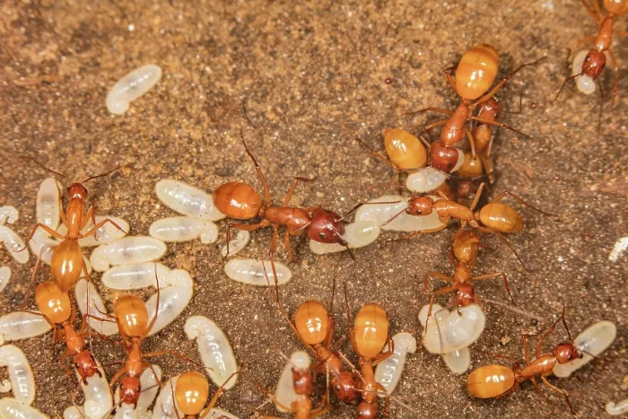 Framed Print : Chestnut carpenter ants (Camponoutus castaneus) workers caring for larvae in nest under a rock, Pennsylvania, USA. June
