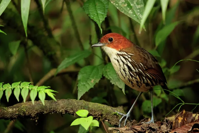 Framed Print : Chestnut-crowned antpitta (Grallaria ruficapilla) perched on branch in cloud forest, Rio Blano Reserve, Manizales, Colombia Framed Print : Chestnut-crowned antpitta (Grallaria ruficapilla) perched on branch in cloud forest, Rio Blano Reserve, Manizales, Colombia