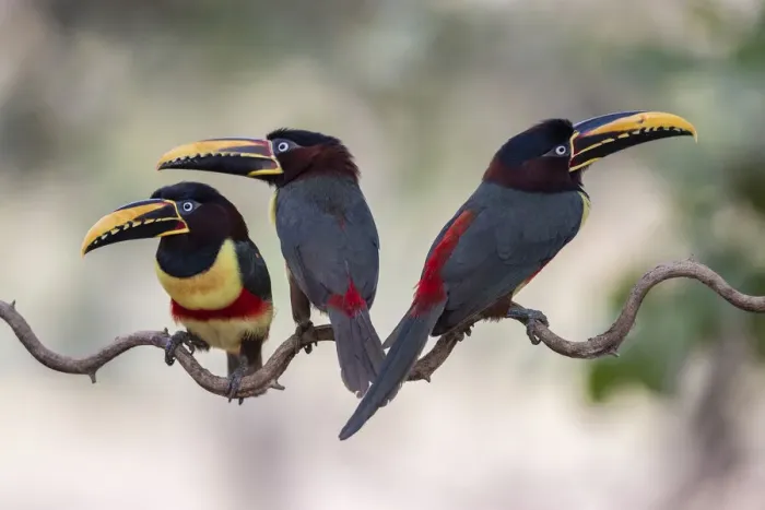 Framed Print : Chestnut-eared aracari (Pteroglossus castanotis) on cat-gut vine. Pantanal, Brazil, August Framed Print : Chestnut-eared aracari (Pteroglossus castanotis) on cat-gut vine. Pantanal, Brazil, August