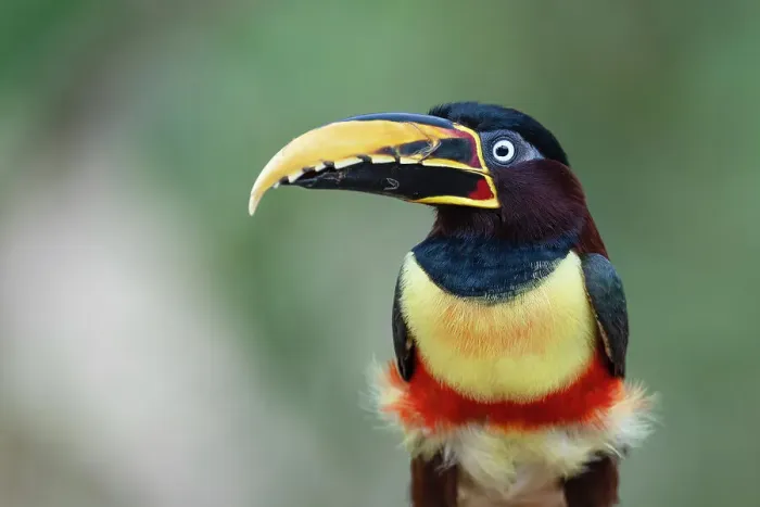 Framed Print : Chestnut-eared aracari (Pteroglossus castanotis) portrait, Pantanal wetlands, Mato Grosso, Brazil Framed Print : Chestnut-eared aracari (Pteroglossus castanotis) portrait, Pantanal wetlands, Mato Grosso, Brazil