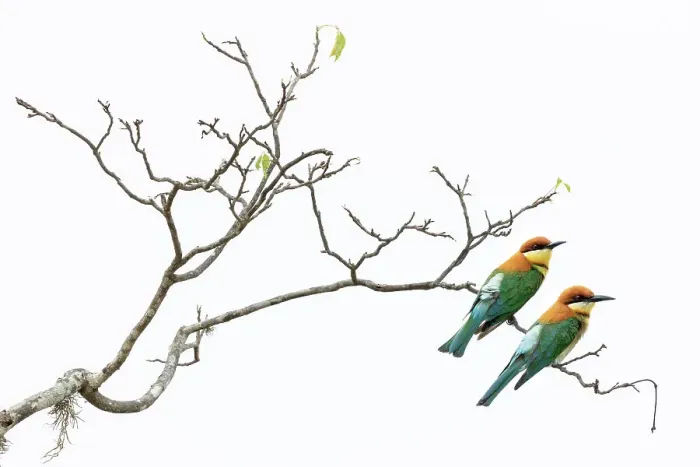 Framed Print : Two Chestnut-headed bee-eaters (Merops leschenaulti) perched on branch, Yala National Park, Southern and Uva Provinces, Sri Lanka Framed Print : Two Chestnut-headed bee-eaters (Merops leschenaulti) perched on branch, Yala National Park, Southern and Uva Provinces, Sri Lanka