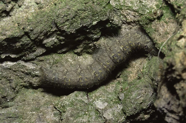 Chestnut moth caterpillar larva {Conistra vaccinii} on tree bark, Oxfordshire, UK