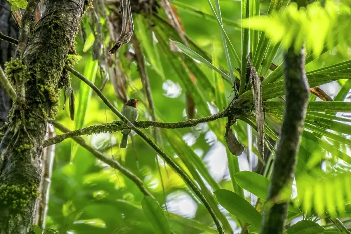 Framed Print : Chestnut-throated flycatcher (Myiagra castaneigularis whitneyi) perched in tree, Colo-i-Suva Rainforest Park, Viti Levu, Fiji
