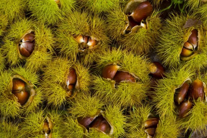 Framed Print : Chestnuts from Sweet chestnut tree {Castenea sativa} Redes NP, Asturias, Northern Spain Framed Print : Chestnuts from Sweet chestnut tree {Castenea sativa} Redes NP, Asturias, Northern Spain