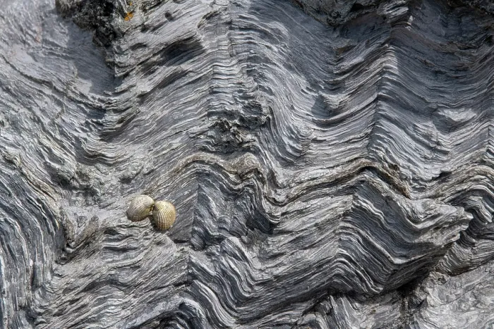 Framed Print : Chevron folded Psammite, a low grade metamorphic rock. Pre-Cambrian in age, Valley, Anglesey, Wales, UK. July, 2022