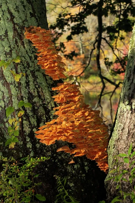Framed Print : Chicken mushroom / Chicken of the woods (Laetiporus sulphureus) growing on Maple tree, Miles Wildlife Santuary, West Cornwall, Connecticut, USA. October Framed Print : Chicken mushroom / Chicken of the woods (Laetiporus sulphureus) growing on Maple tree, Miles Wildlife Santuary, West Cornwall, Connecticut, USA. October
