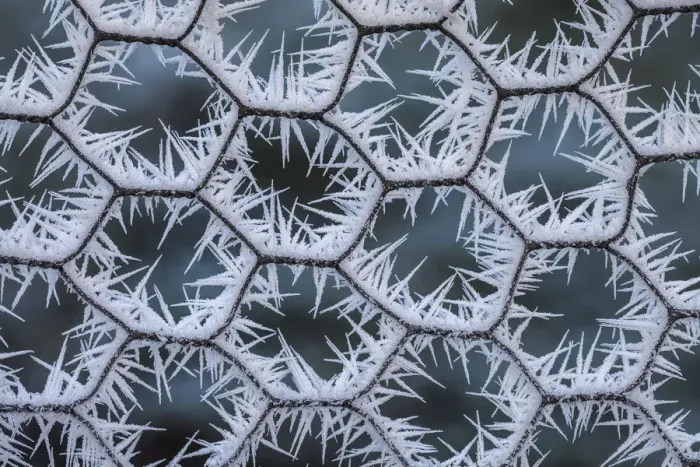 Framed Print : Chicken wire coated in hoar frost. Peak District National Park, Derbyshire, UK, December Framed Print : Chicken wire coated in hoar frost. Peak District National Park, Derbyshire, UK, December