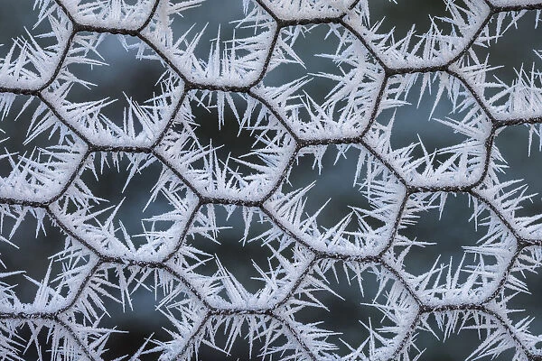 Chicken wire coated in hoar frost. Peak District National Park, Derbyshire, UK, December