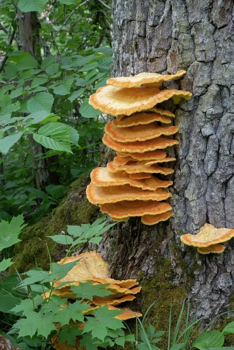 Framed Print : Chicken of the woods fungus (Laetiporus sulphureus) growing on tree trunk, Estonia. May
