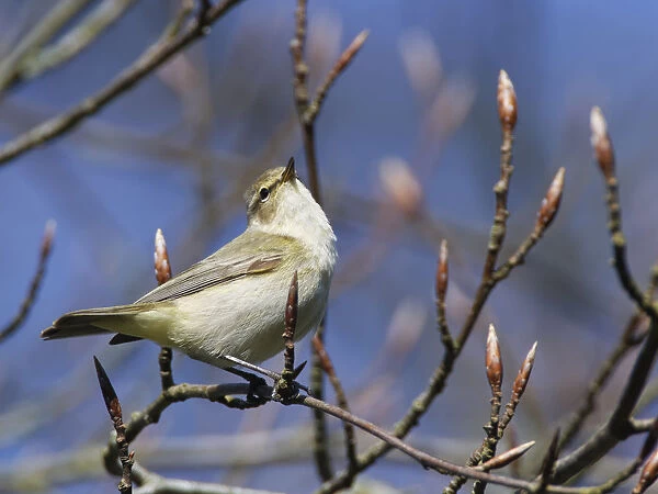 Chiffchaff (Phylloscopus collybita) singing while perched in a Beech tree