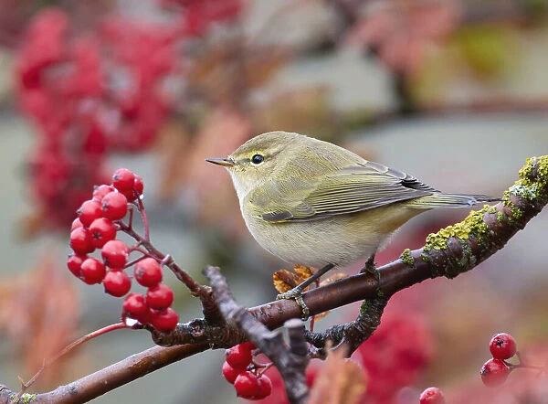 Chiffchaff (Phylloscopus collybita) perching on branch with red berries, Parainen Uto, Finland. October